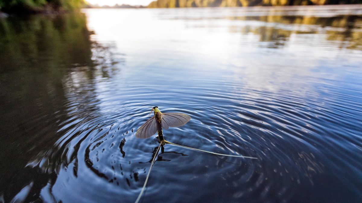 Egy rovar a víz felszínén, a Duna-Tisza közén, természetes élőhelyen.