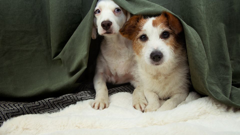 Két kutya bújik meg egy takaró alatt, láthatóan félénkek.